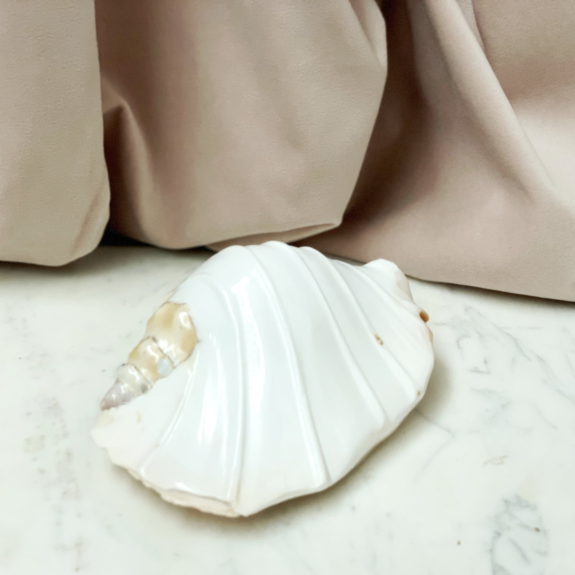 Real Pacific Conch Shell White Fluted ***LAST ONE***