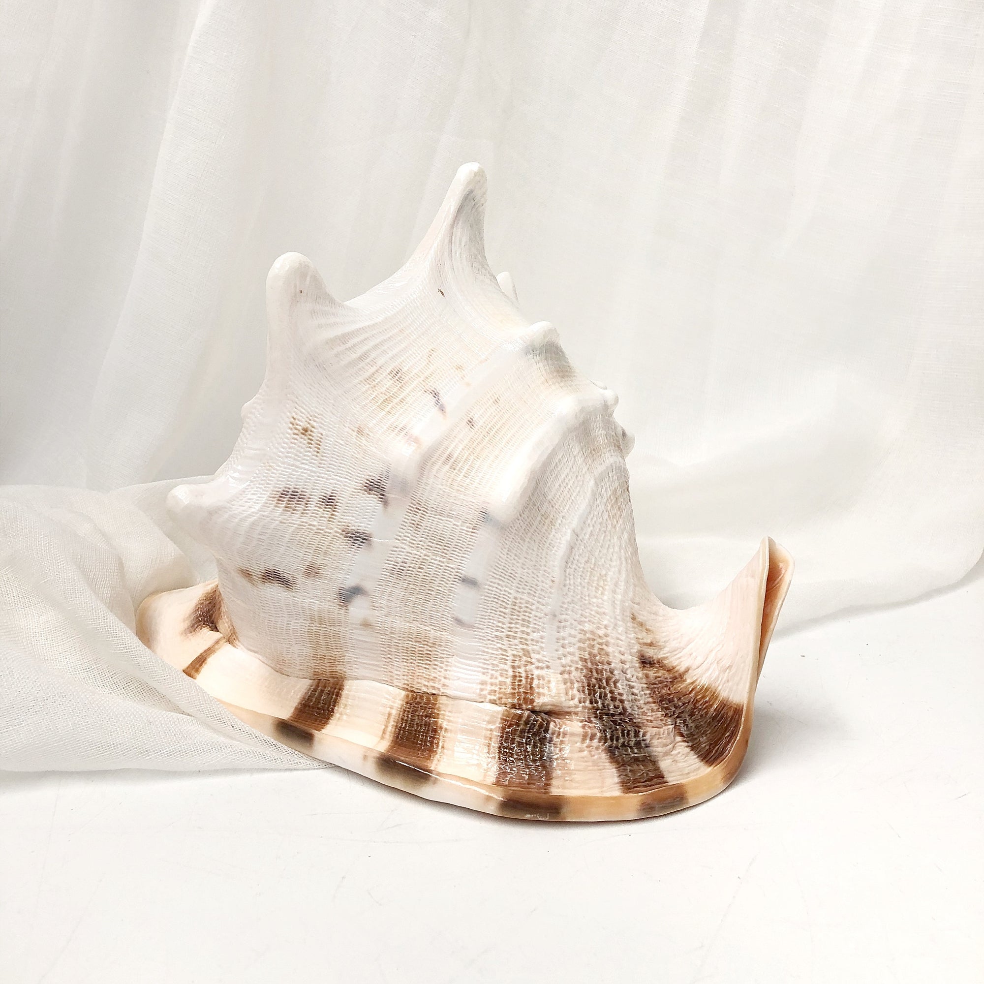 Real Large Polished Cassis Cornuta Horned Helmet  Shell