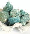 Real Polished Green Marbled Turban Shell