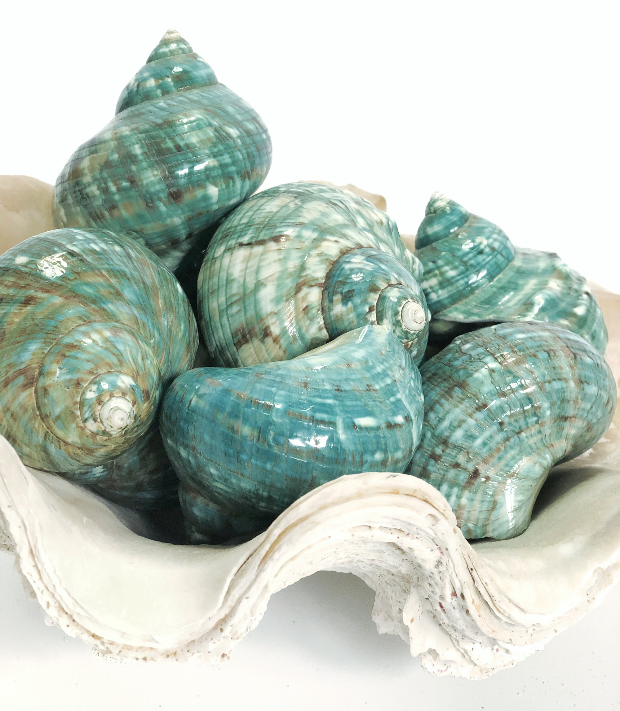 Real Polished Green Marbled Turban Shell