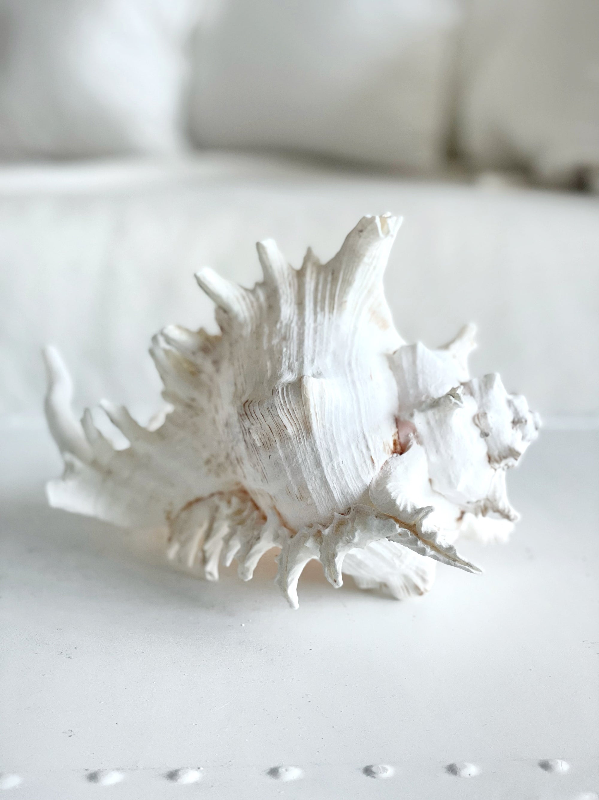 Real Murex Shell - Extra Large