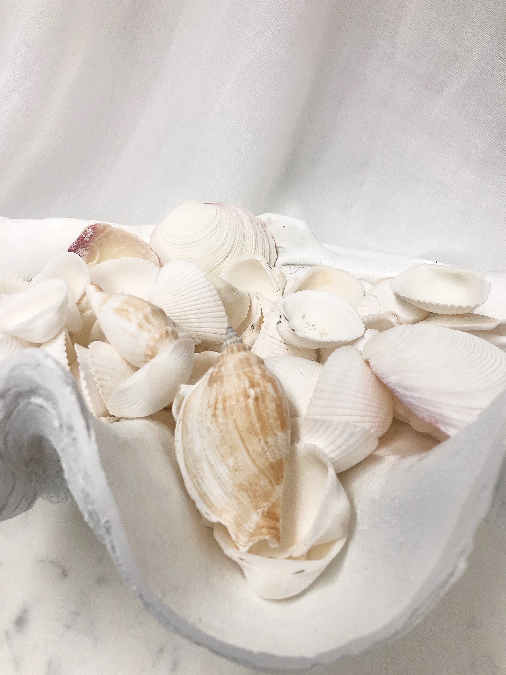Mixed Bag Premium White Shells