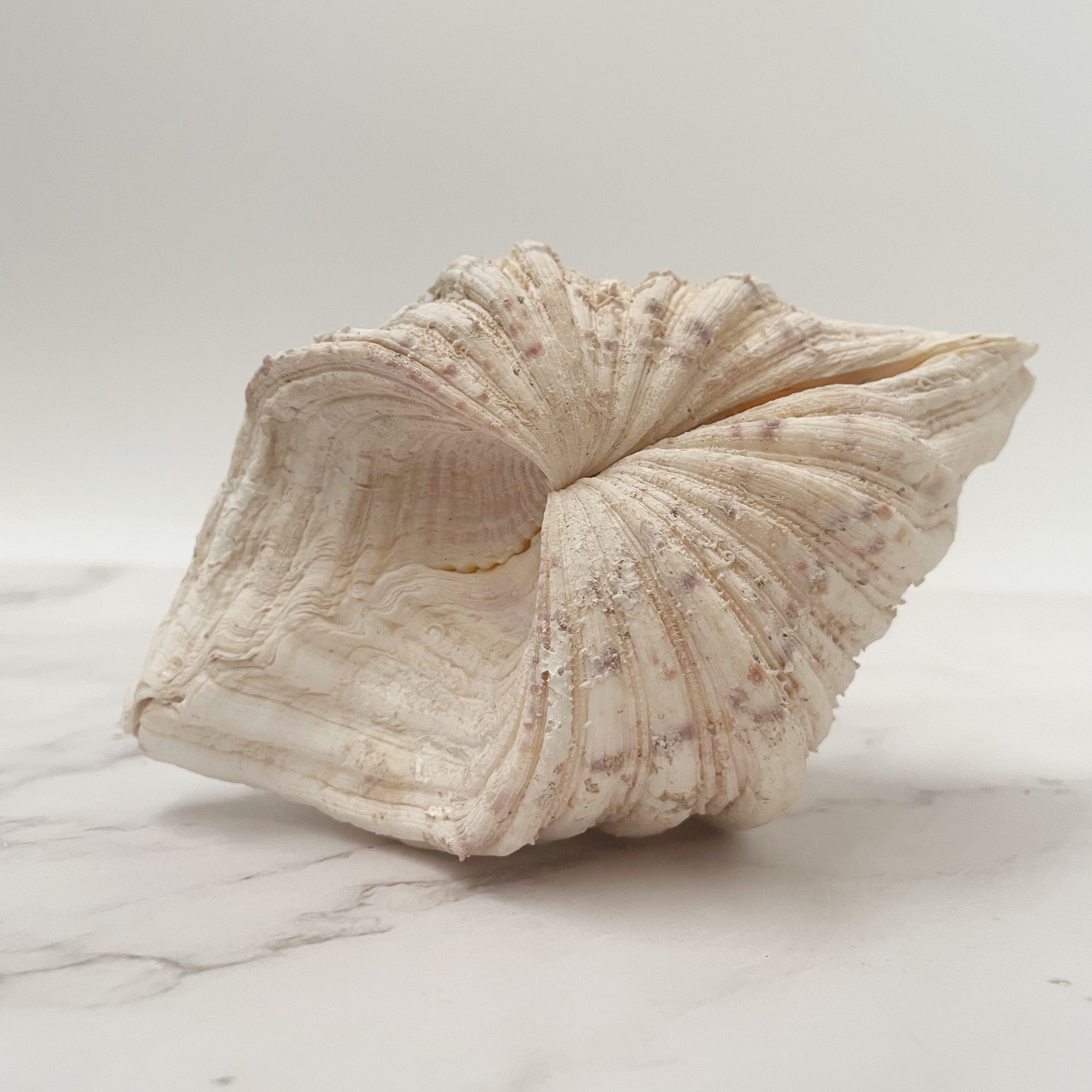 Real Clamshell Double 15 CM