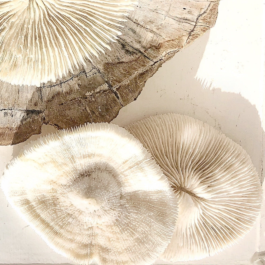 Real Mushroom Fungia Coral - Medium