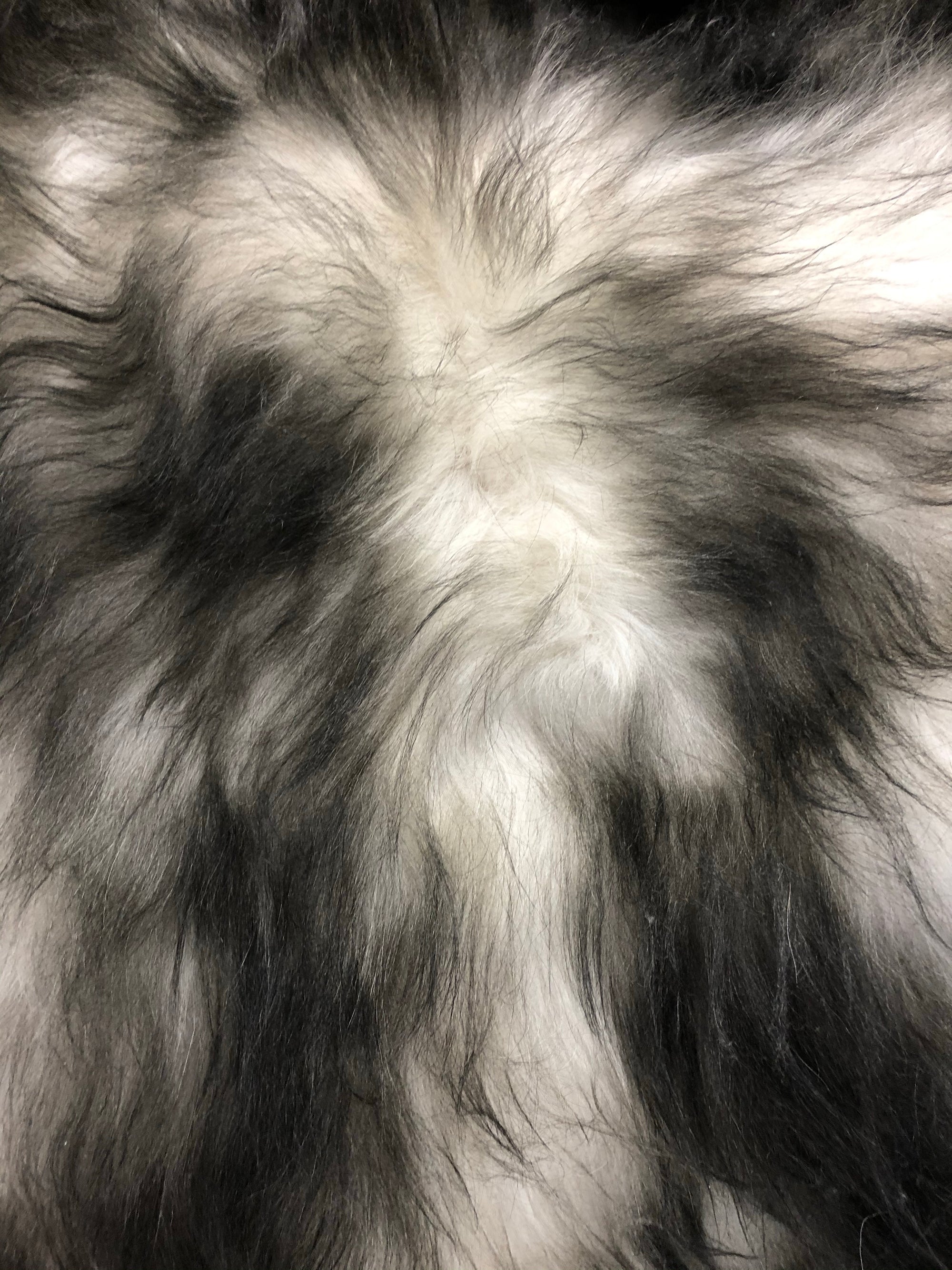 Icelandic Sheepskin - Black Tip