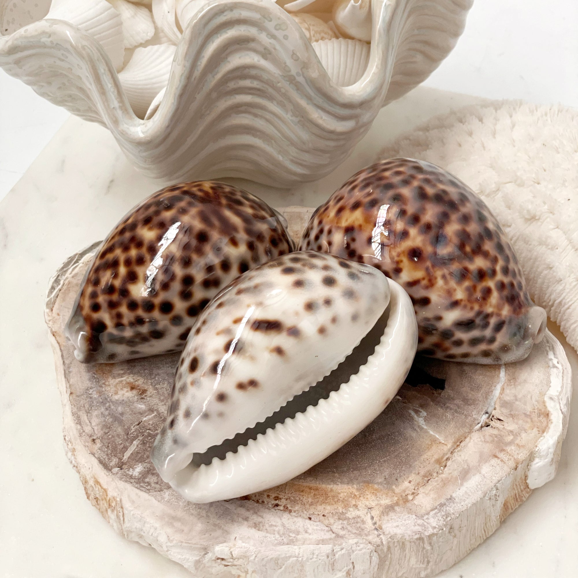 Real Polished Tiger Cowrie Shell Set 3 - Sourceress