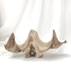 Resin Faux Giant Clamshell Clam 'Natural' 41 CM