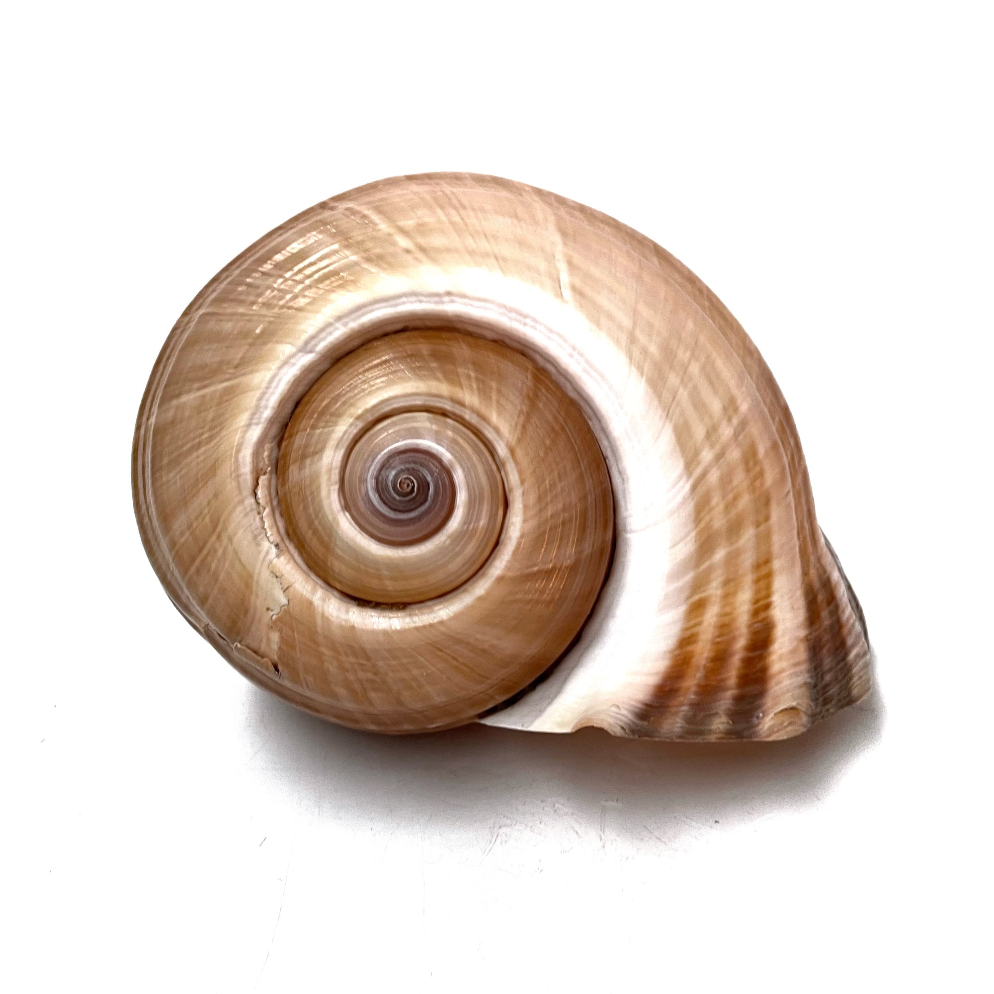 Real Giant Ton Shell XL