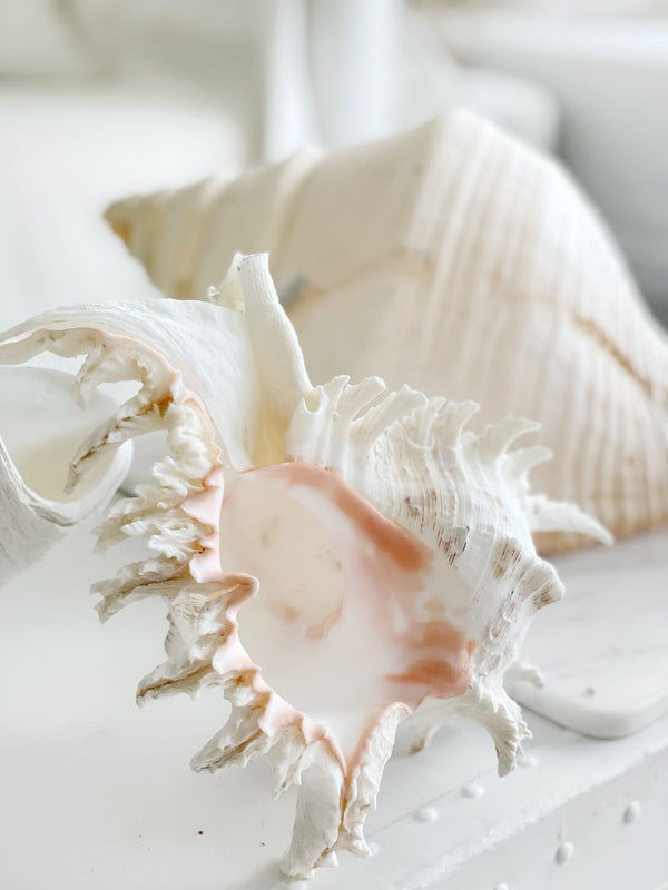 Cerers Shell Real Murex Shell - Extra Large - Sourceress