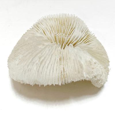 Real Mushroom Fungia Coral - Extra Small