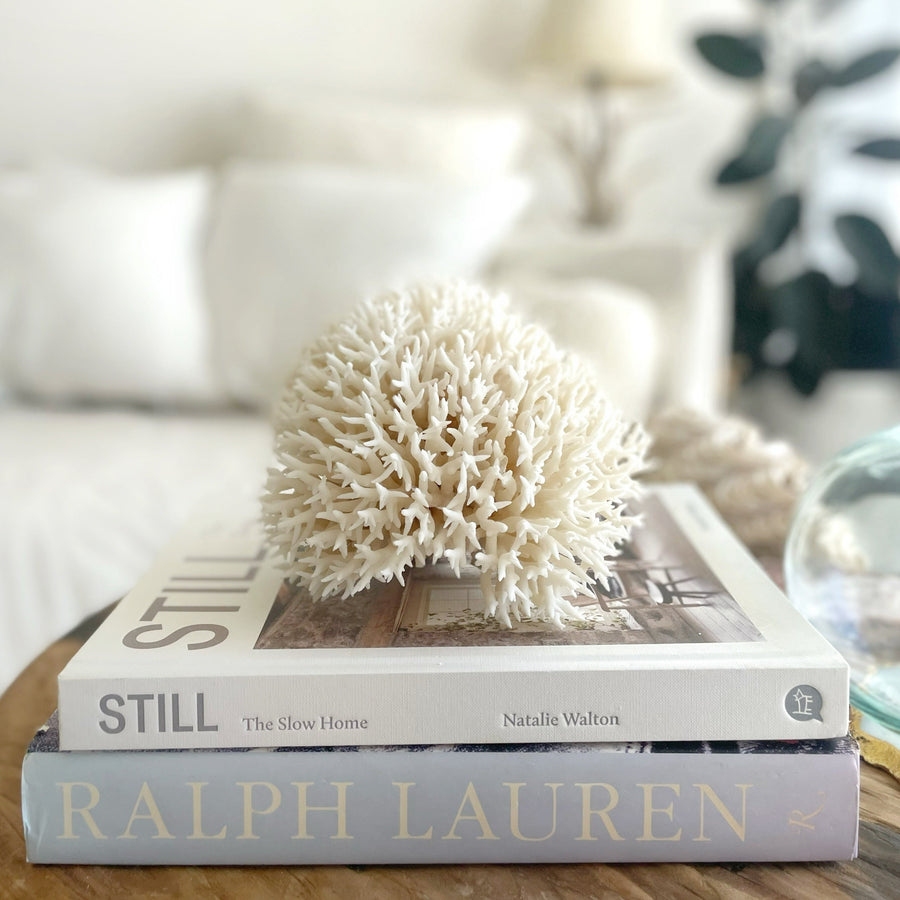 Real Birdsnest Coral Specimen F