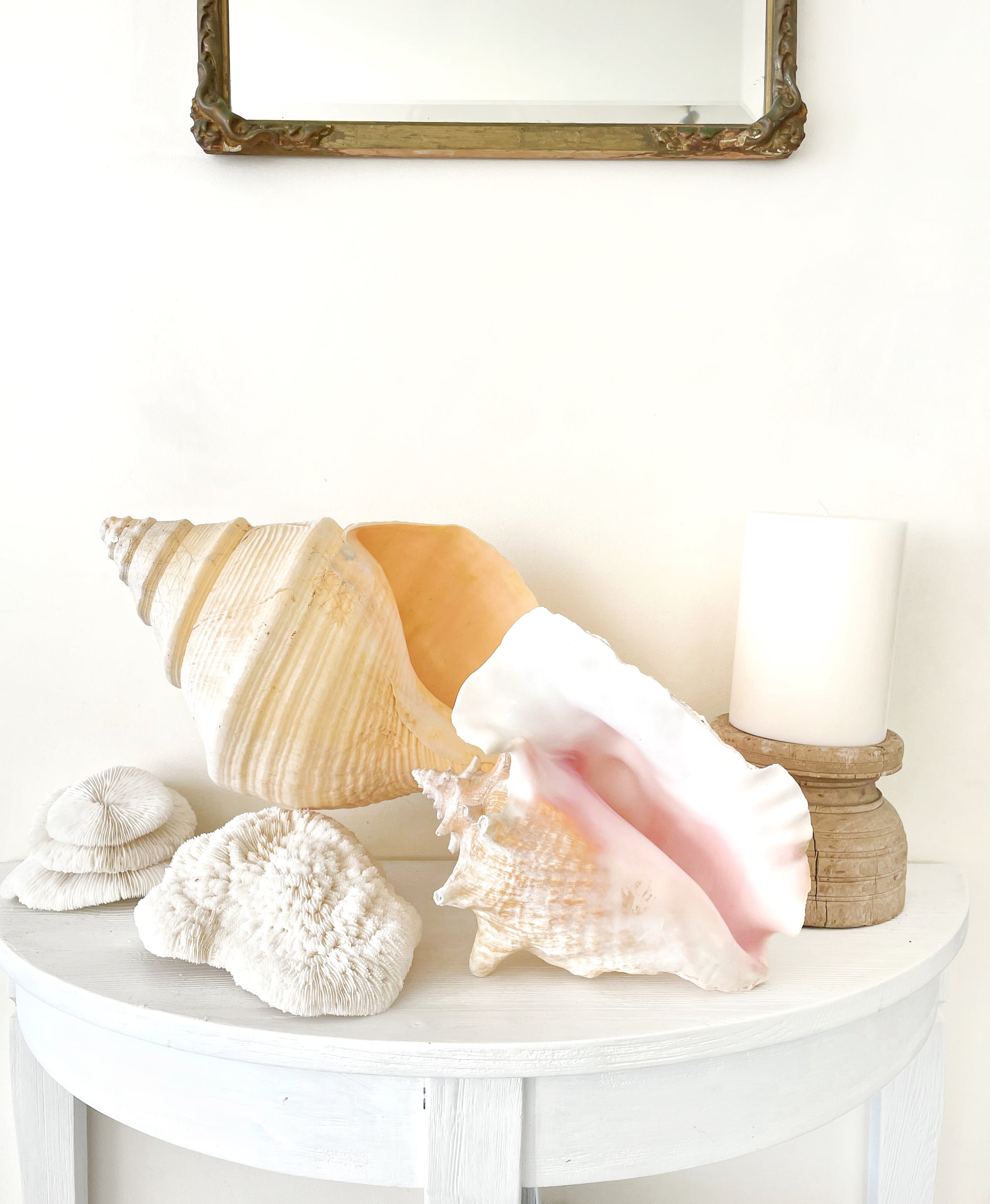 Real Rare Polished Pink Queen Conch Shell AKA Strombus Gigas