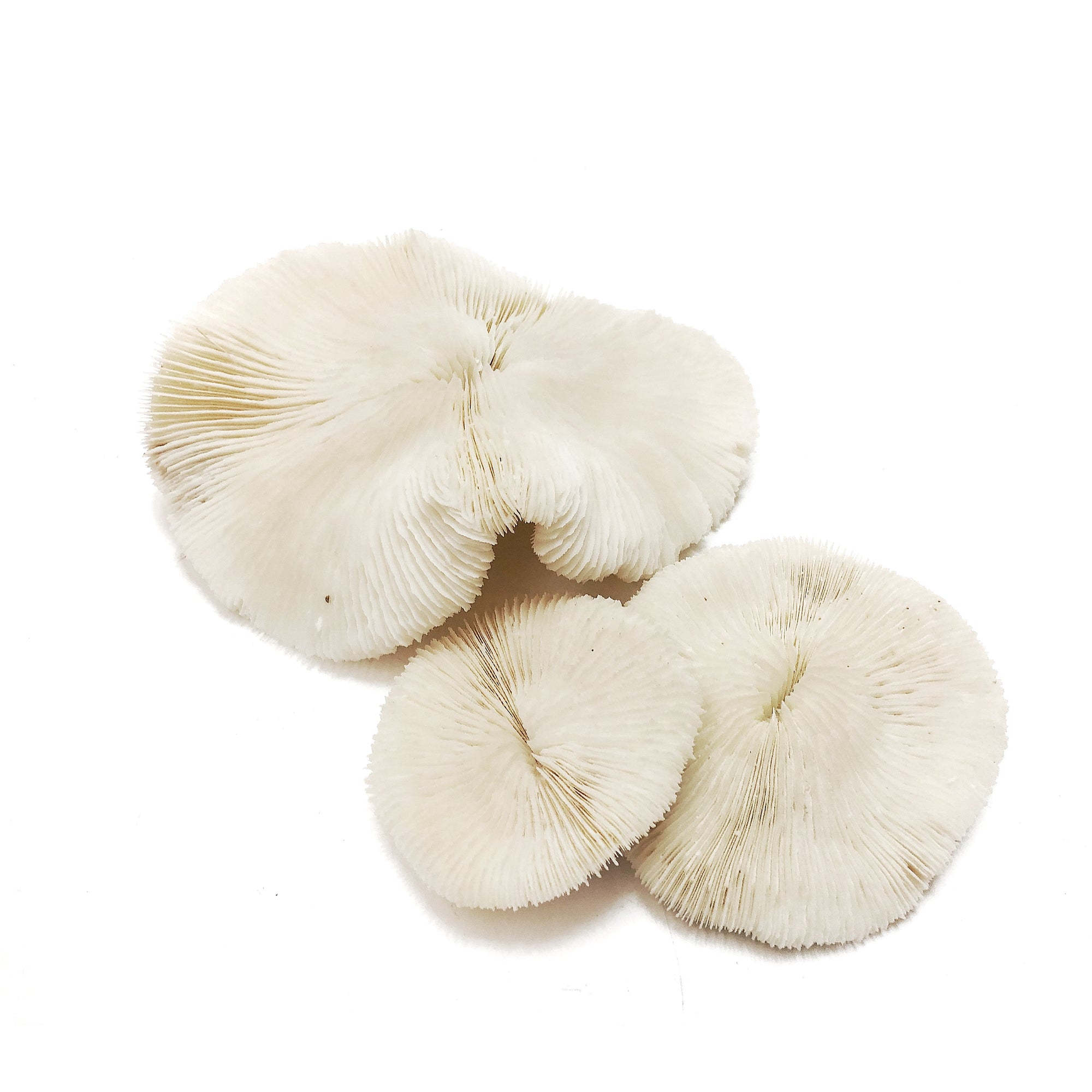 Real Mushroom Fungia Coral - Extra Small