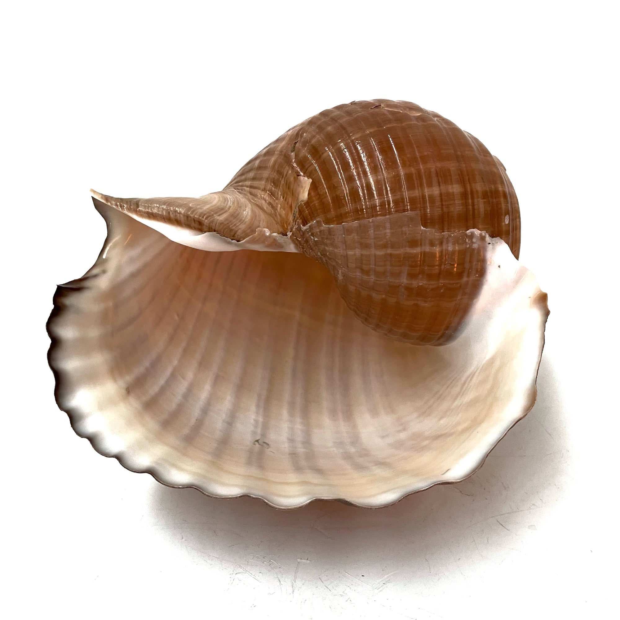 Real Giant Ton Shell XL