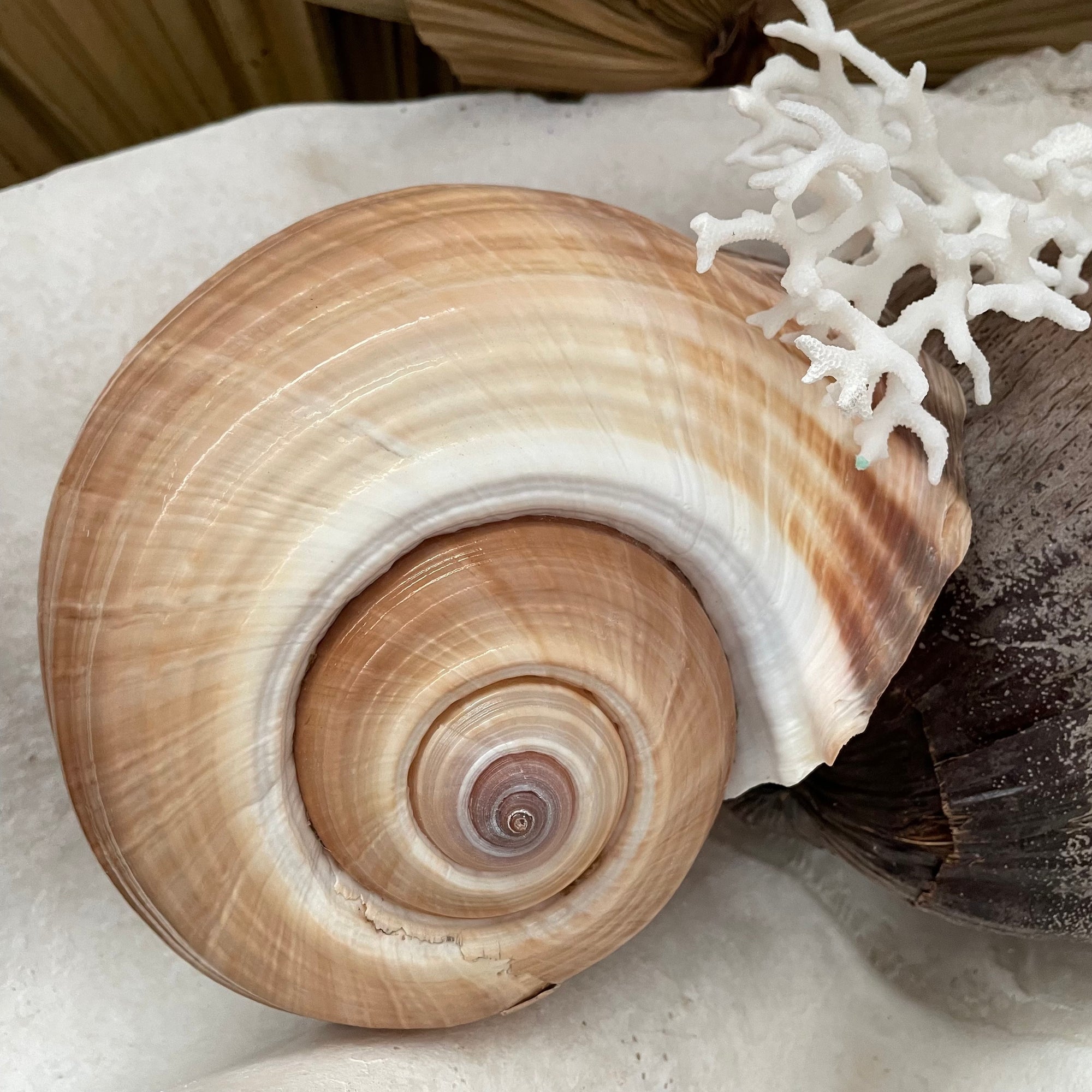 Real Giant Ton Shell XL