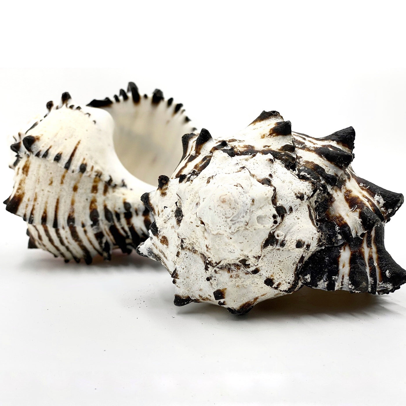 Real Black Murex Shell Set 3