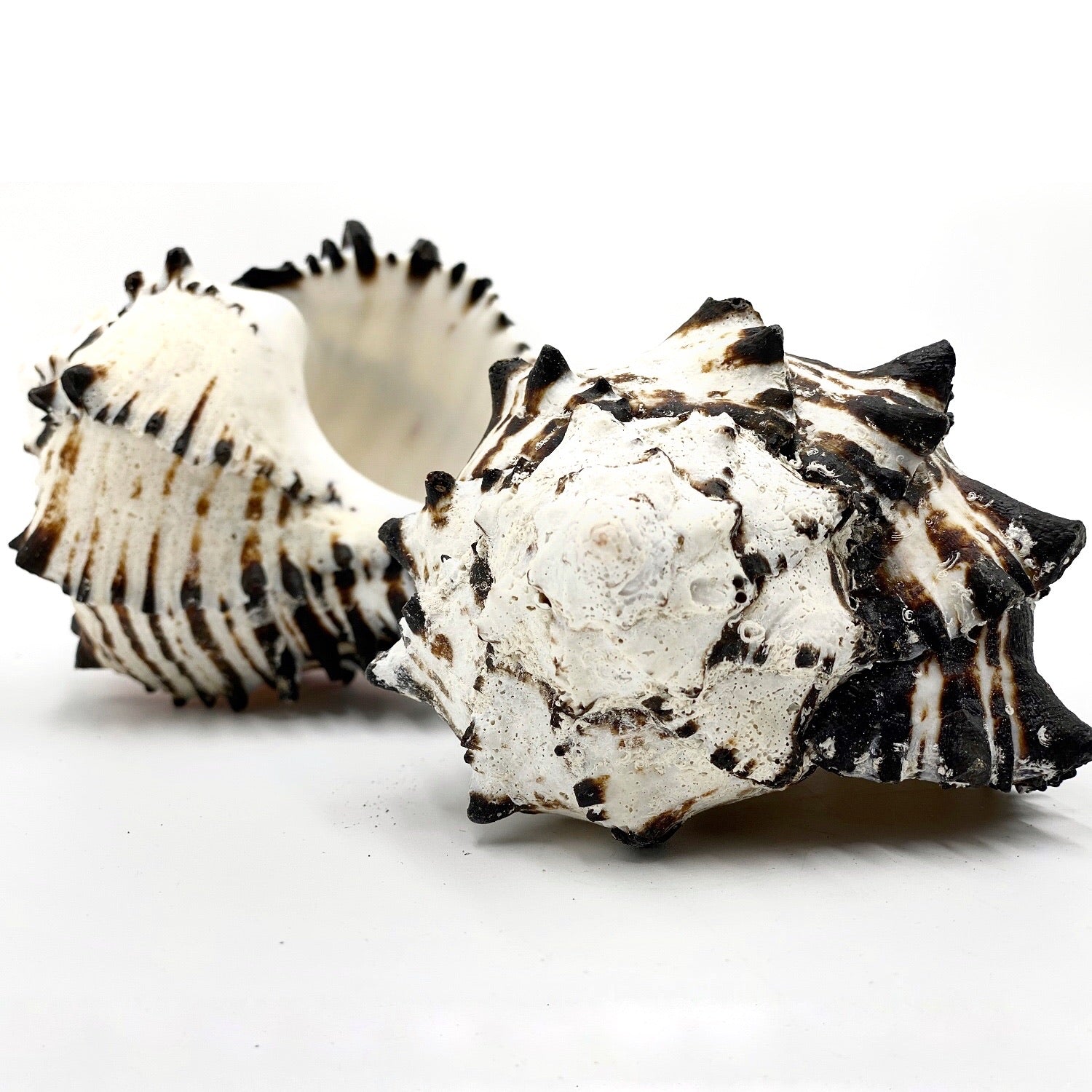 Real Black Murex Shell Set 3