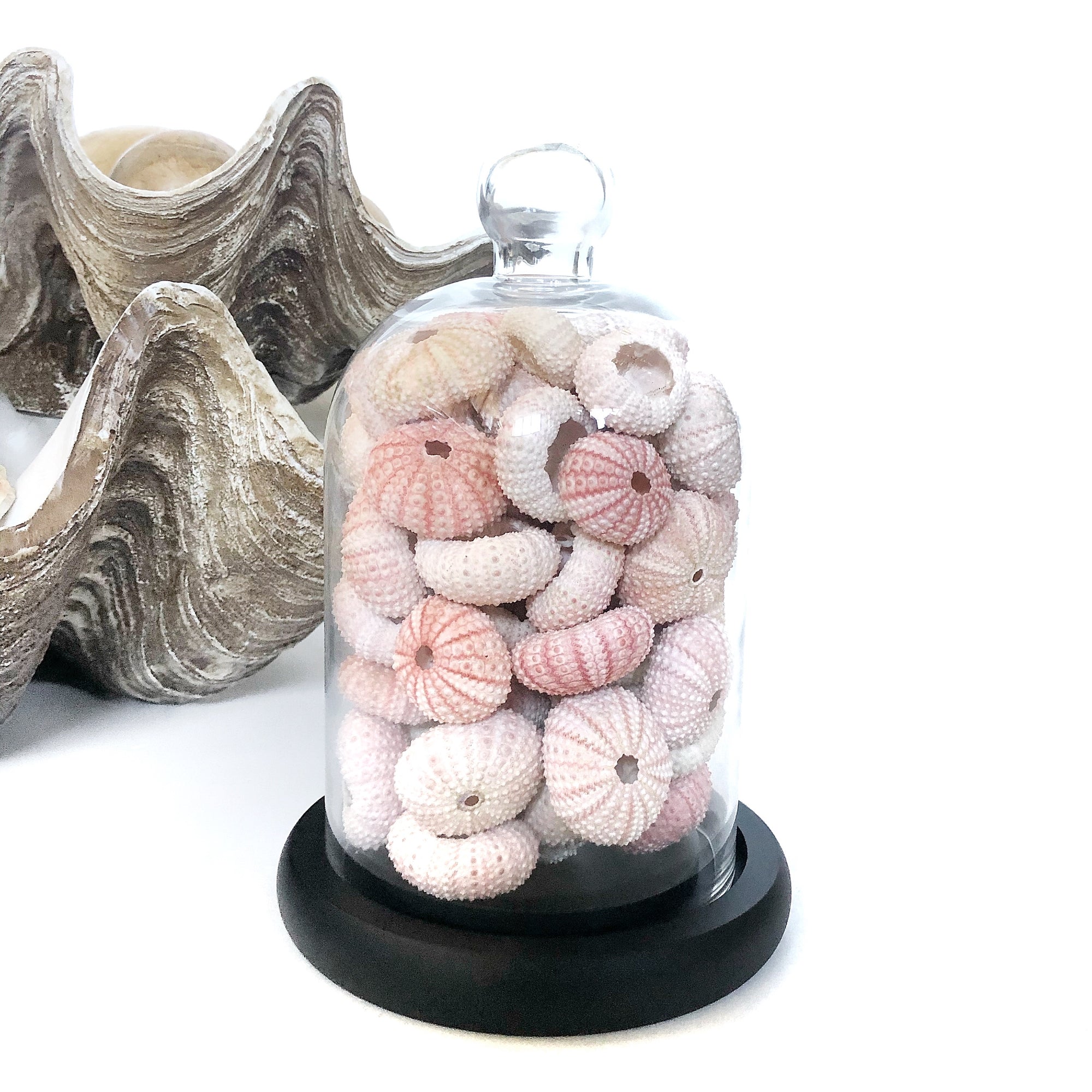 Mixed Pink and Pastel Mini Sea Urchins Set 8