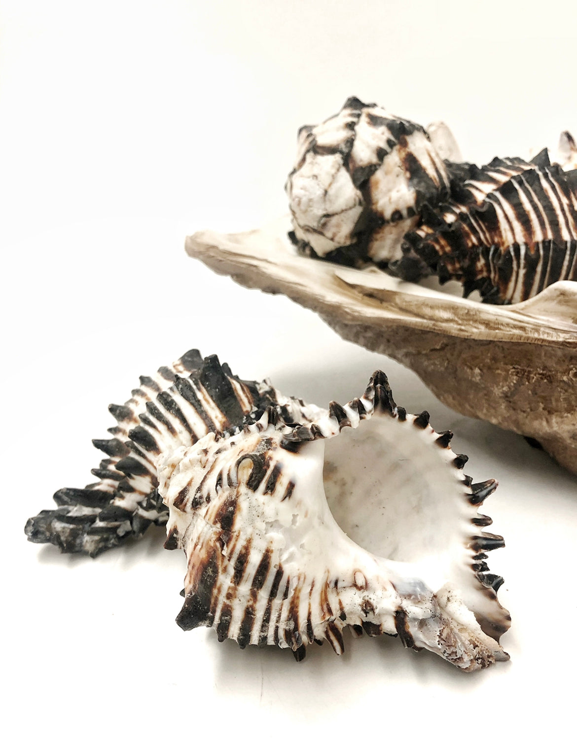 Real Black Murex Shell Set 3