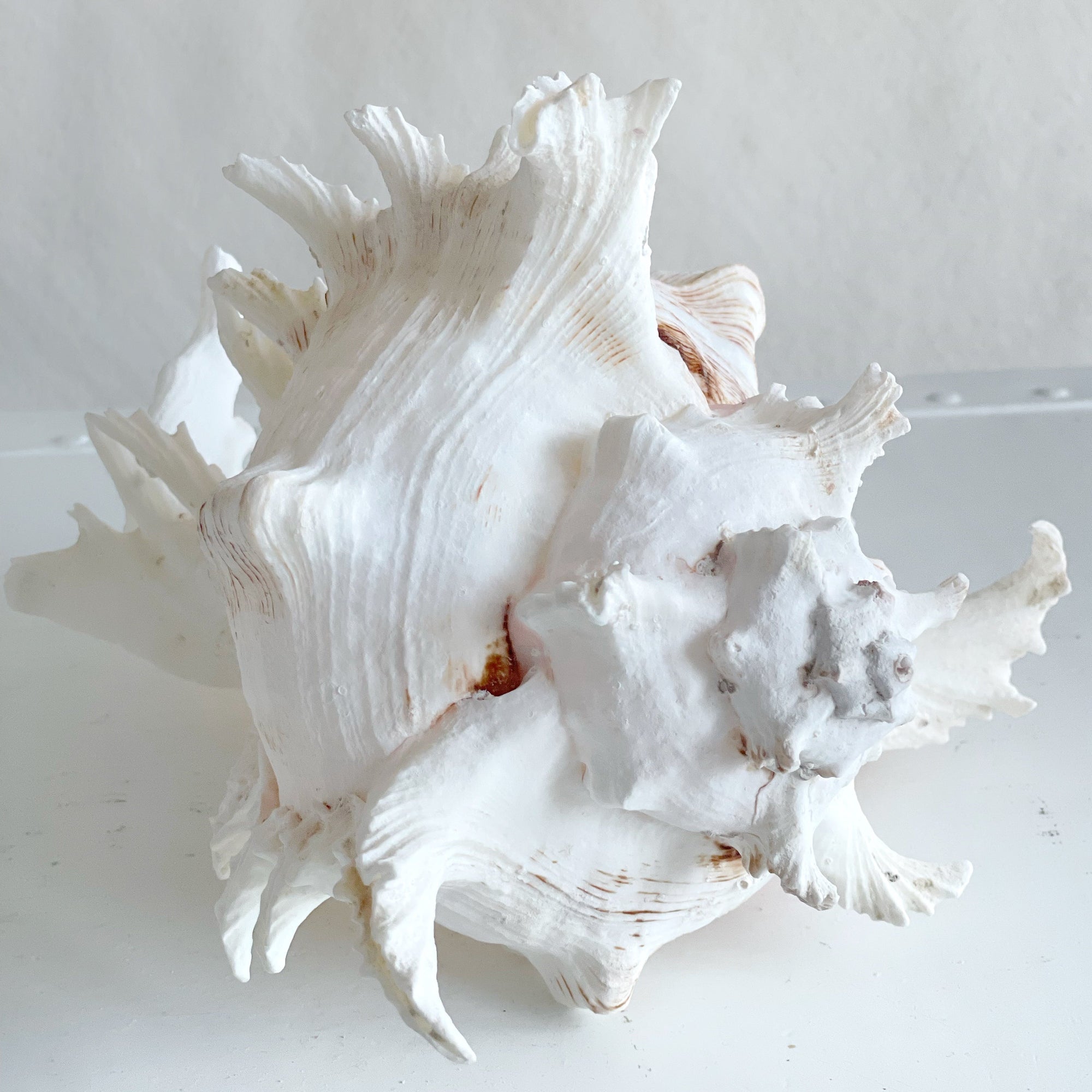 Real Murex Shell - Extra Large