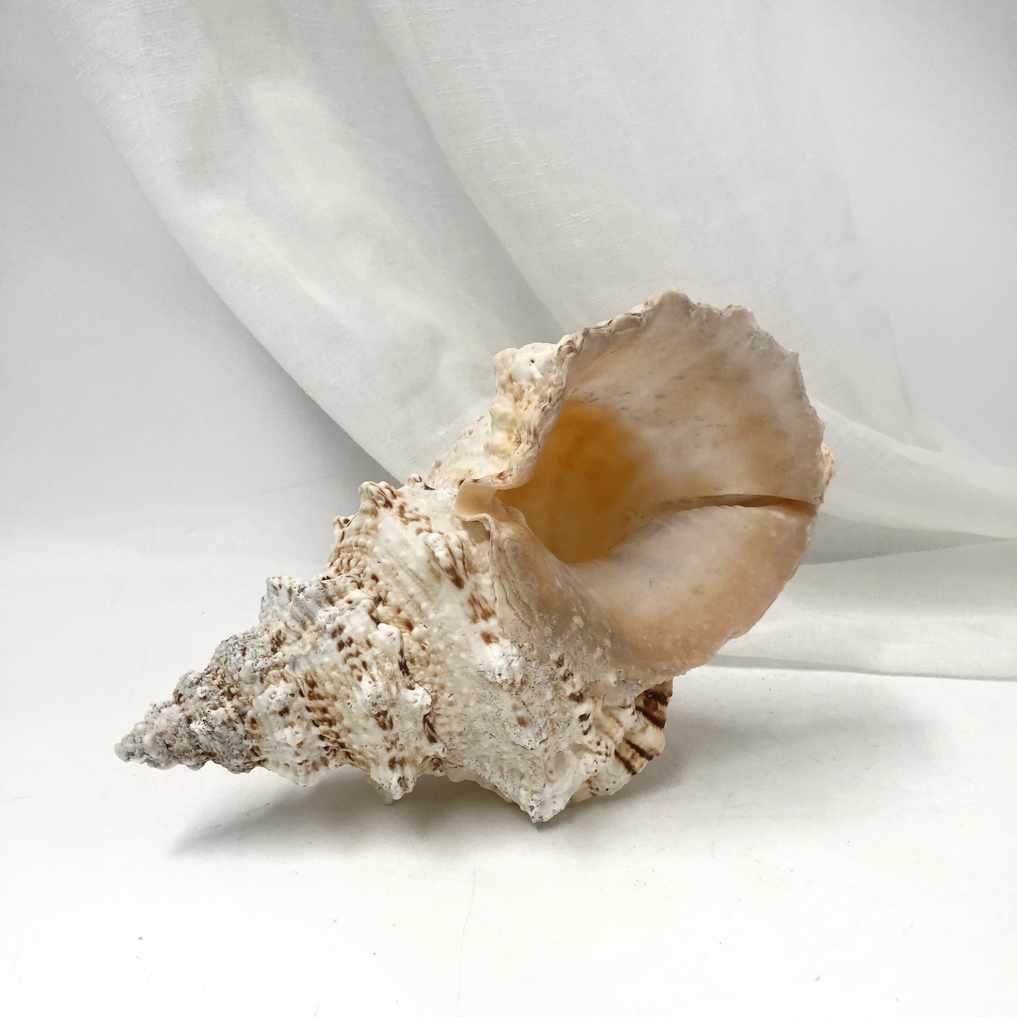 Real Extra Large Frog Shell