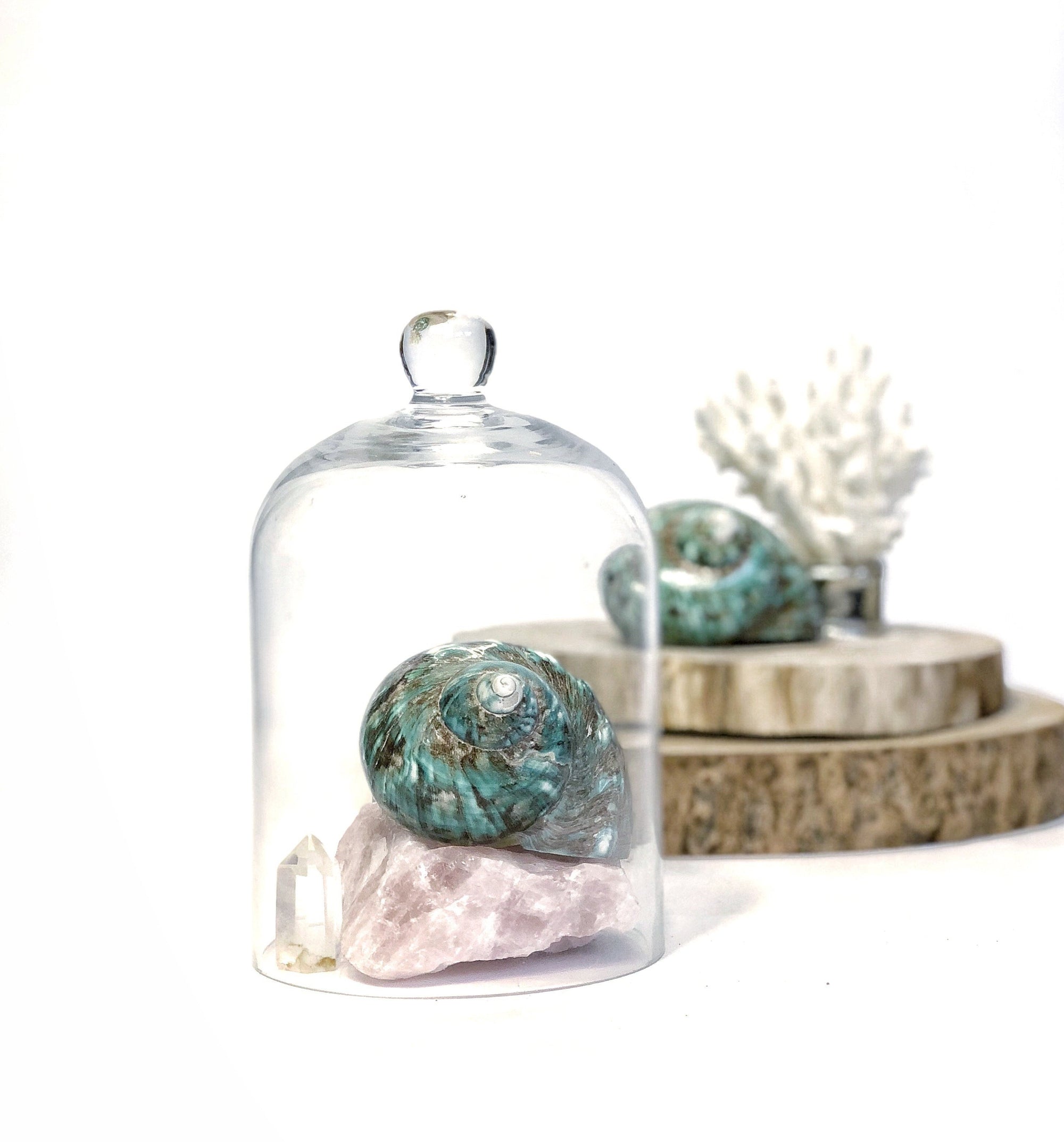 Real Polished Green Marbled Turban Shell