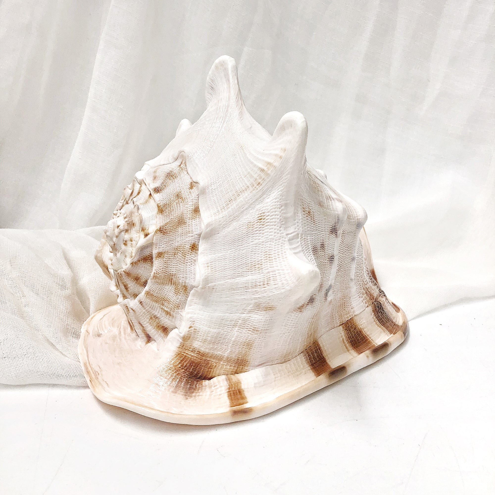 Real Large Polished Cassis Cornuta Horned Helmet  Shell