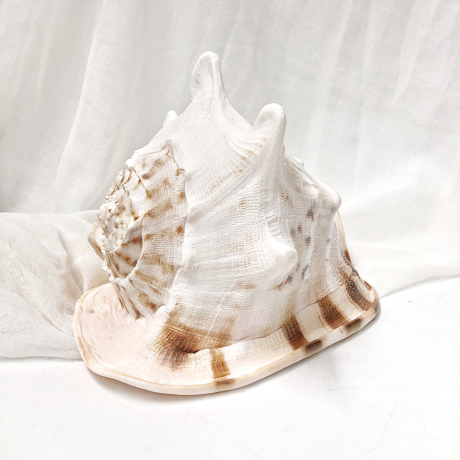 Real Large Polished Cassis Cornuta Horned Helmet  Shell
