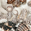 Real Polished Tiger Cowrie Shell Set 3