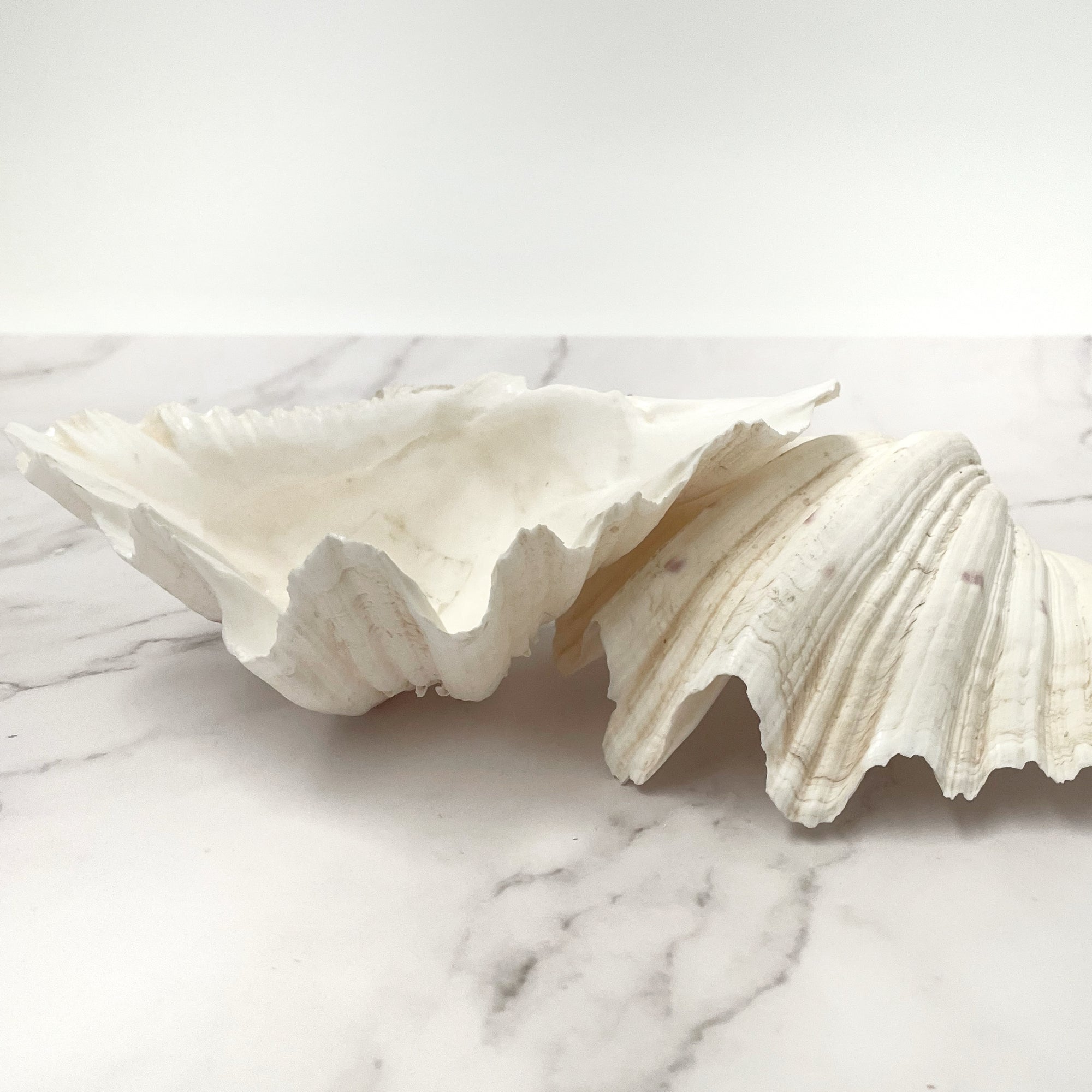 Real Clamshell Double 18 CM