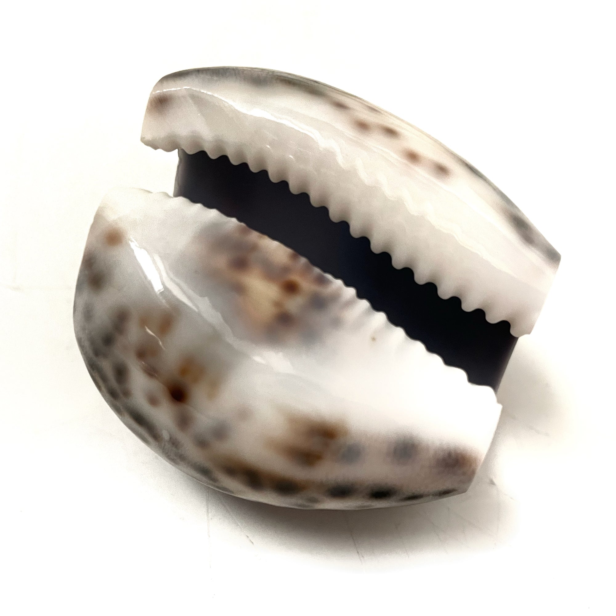 Real Tiger Cowrie Shell Napkin Ring Set 6
