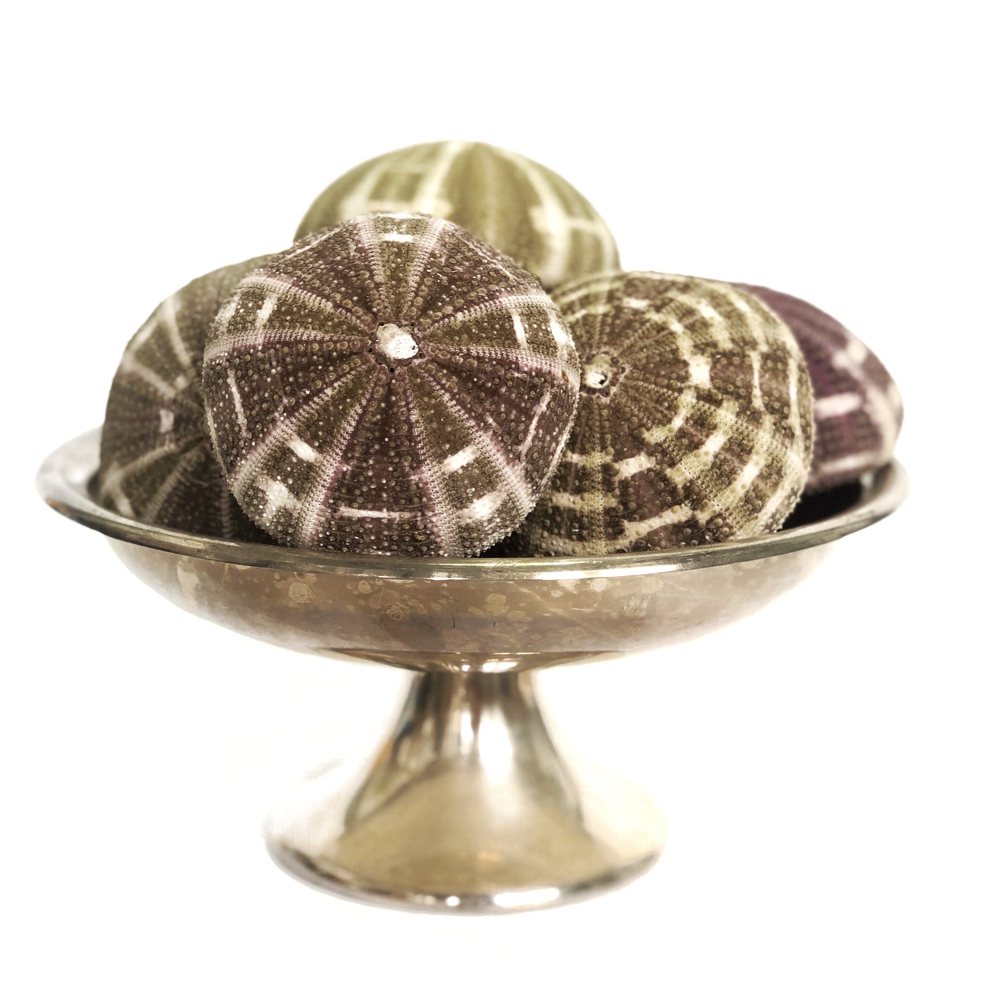 Sea Urchin Flat Set 5 ***LAST SET***