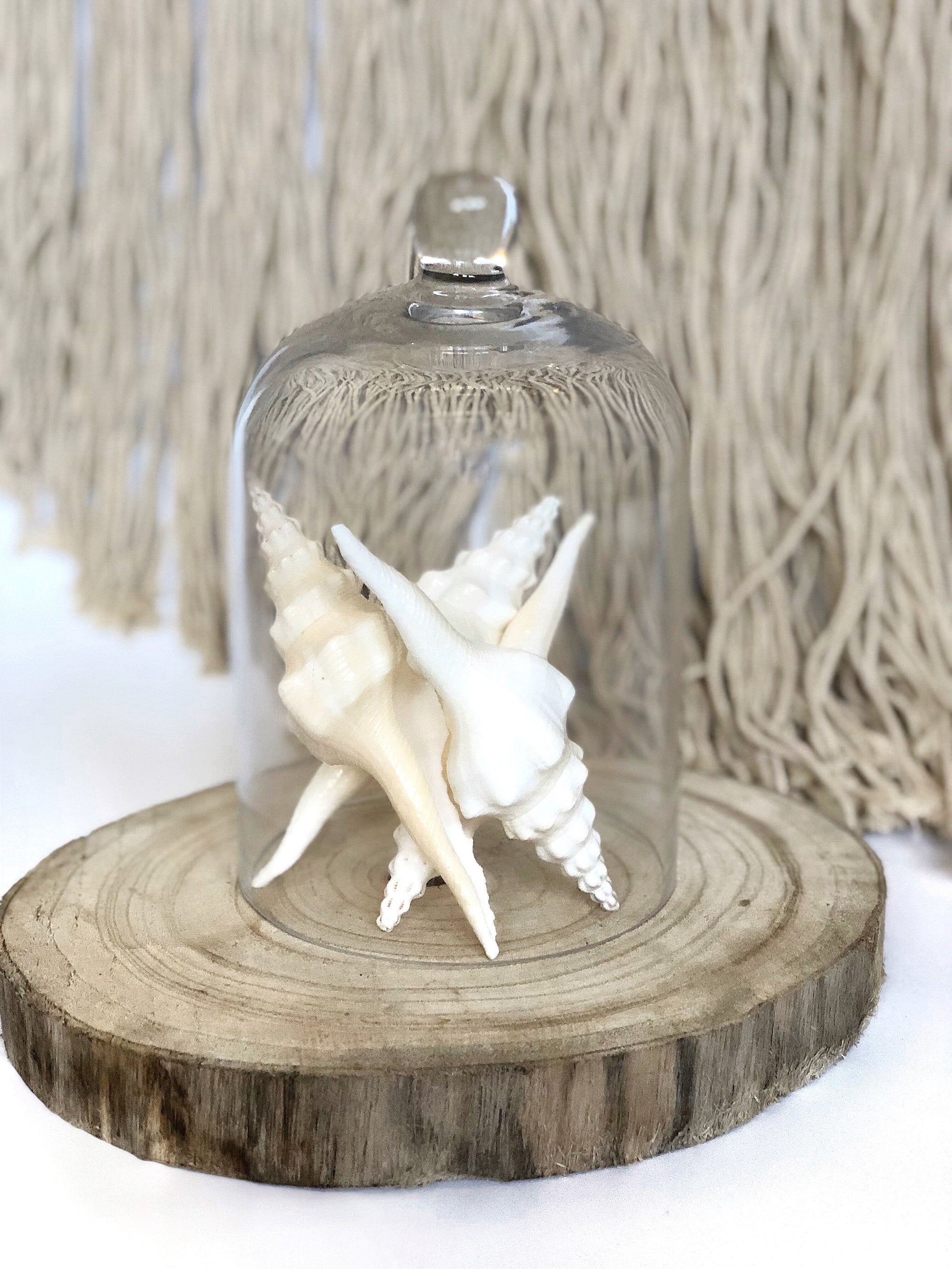 Real Polished White Horn Shell