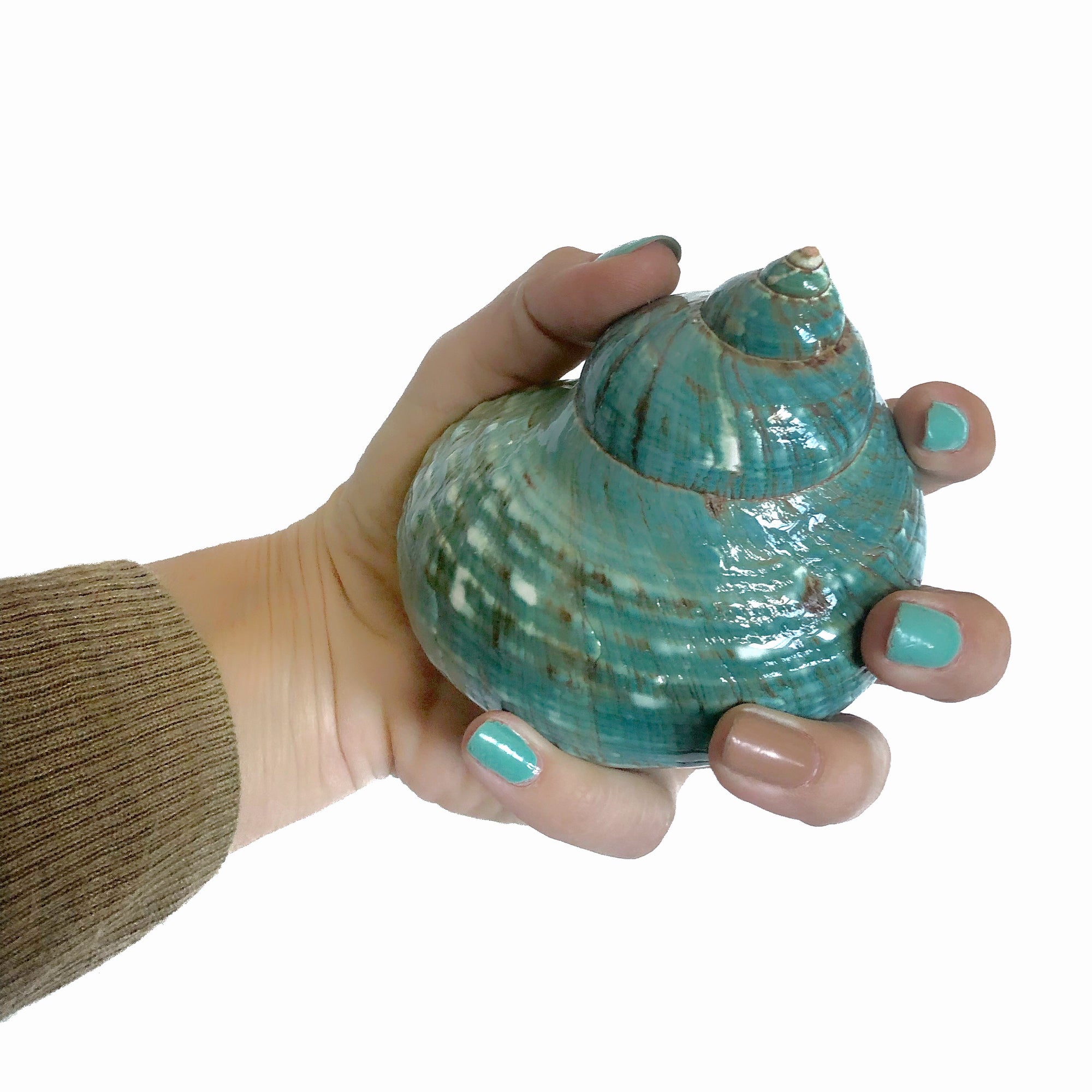 Real Polished Green Marbled Turban Shell