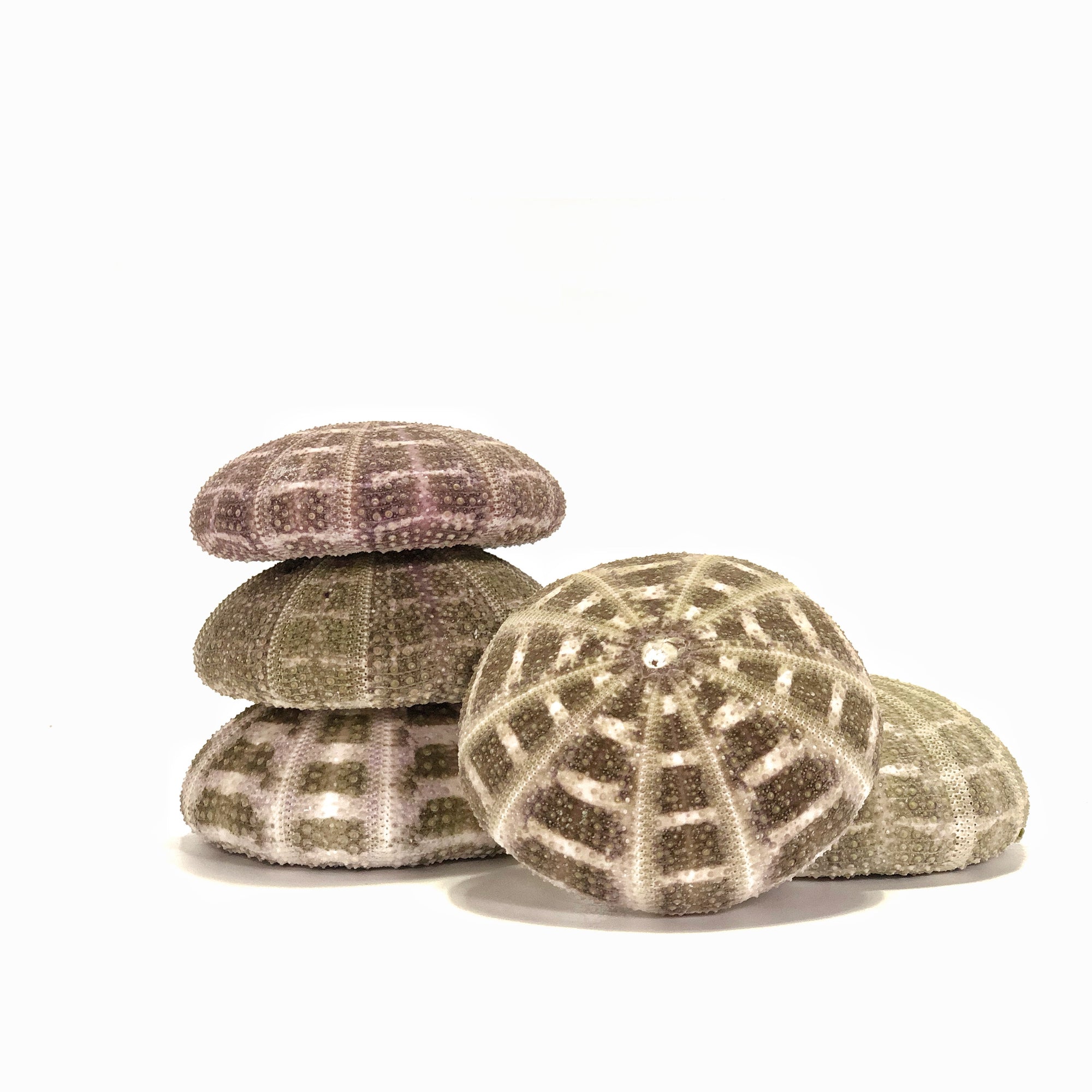 Sea Urchin Flat Set 5 ***LAST SET***