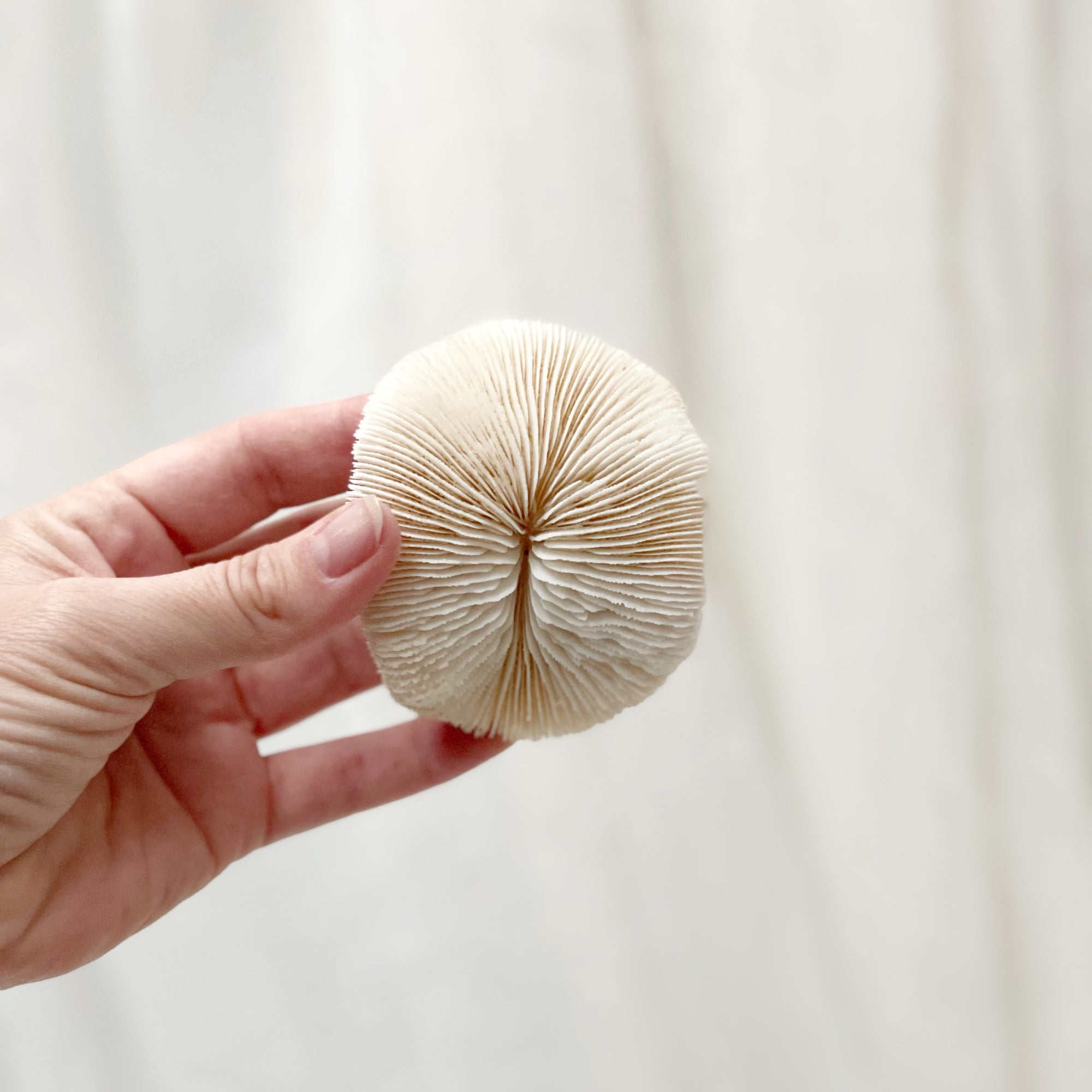 Real Mushroom Fungia Coral - Extra Small