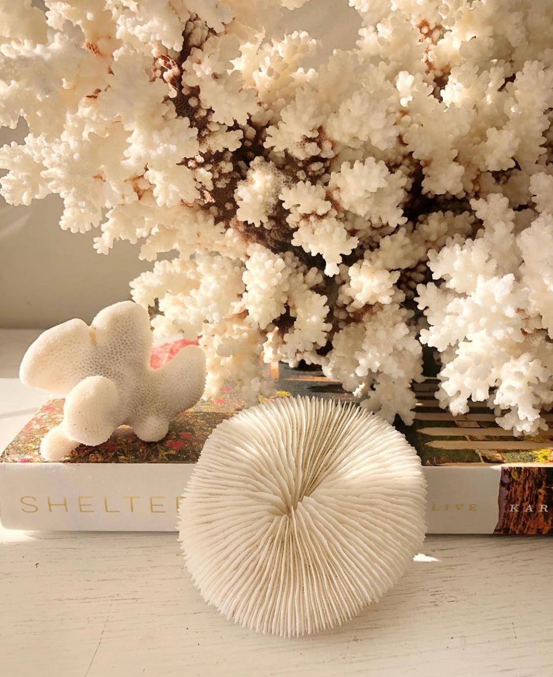 Real Mushroom Fungia Coral - Small