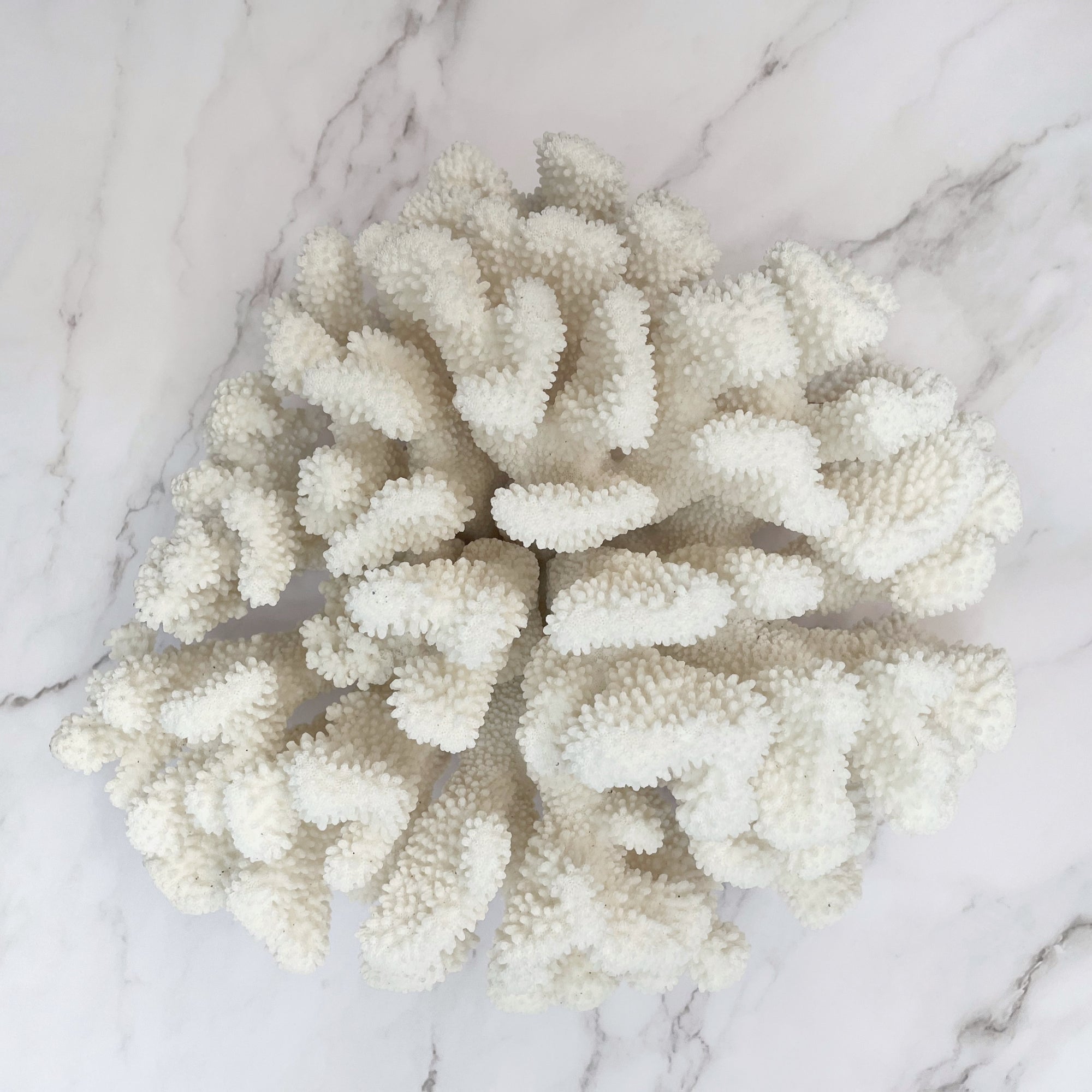 Soft Cauliflower Coral Specimen A