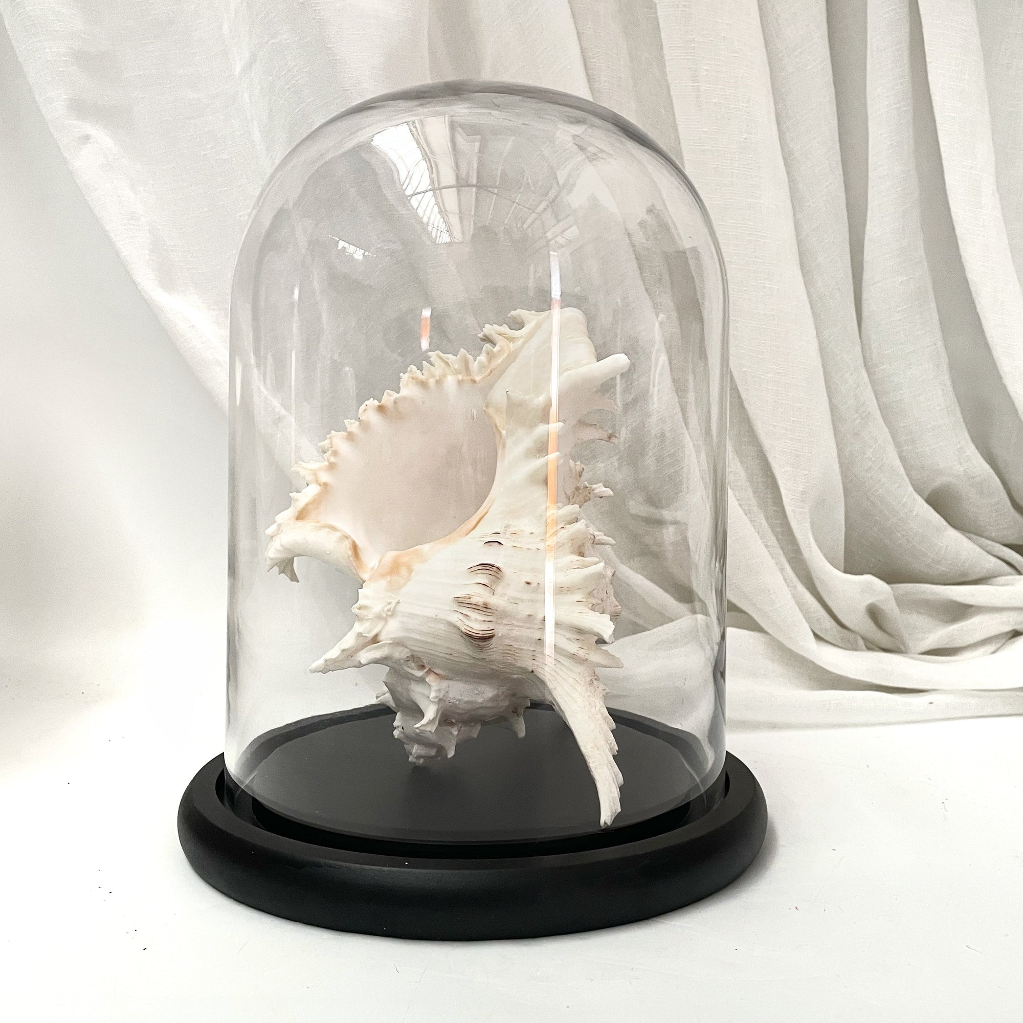 Real Murex Shell - Extra Large