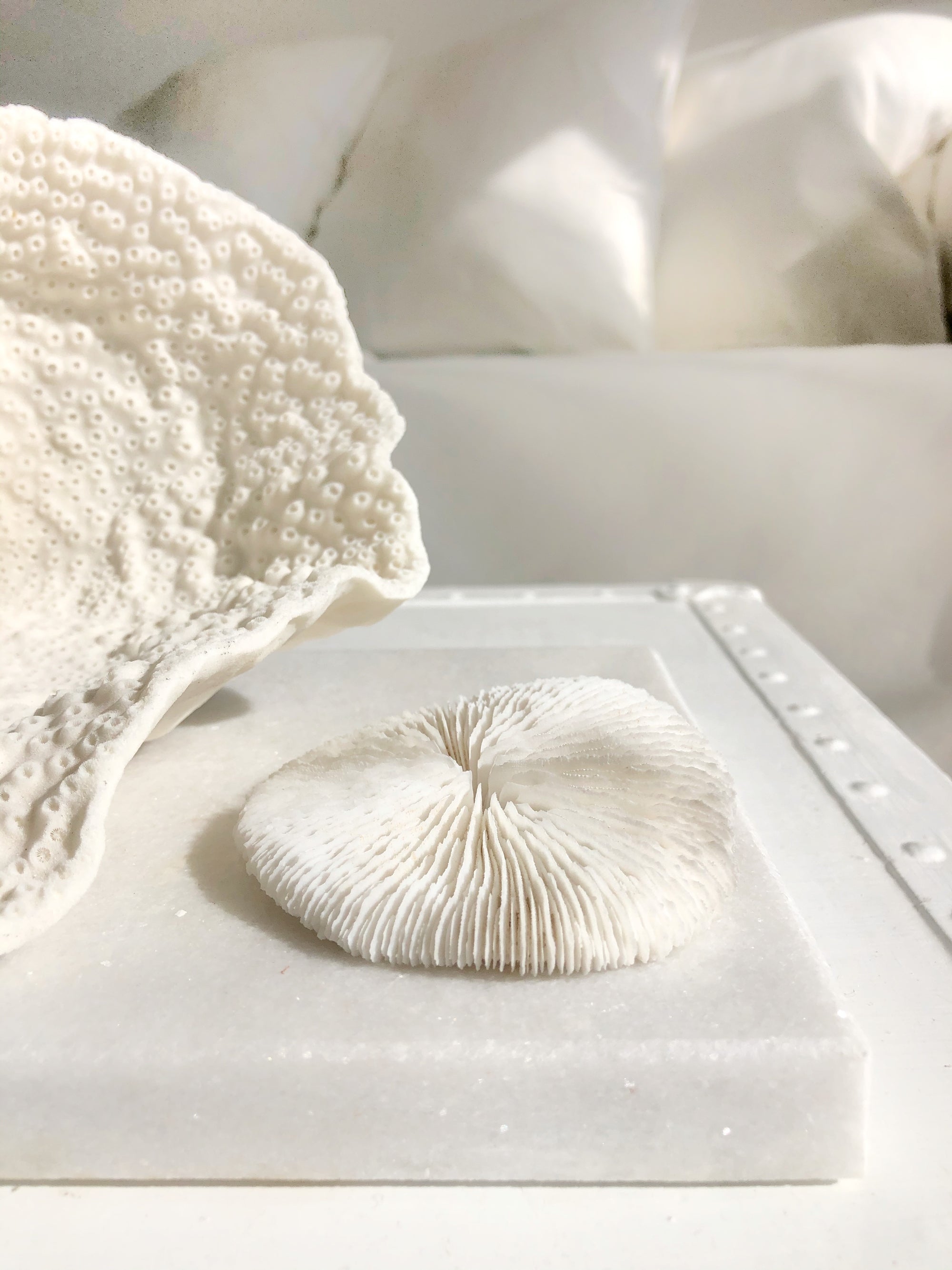 Real Mushroom Fungia Coral - Small