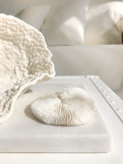 Real Mushroom Fungia Coral - Small