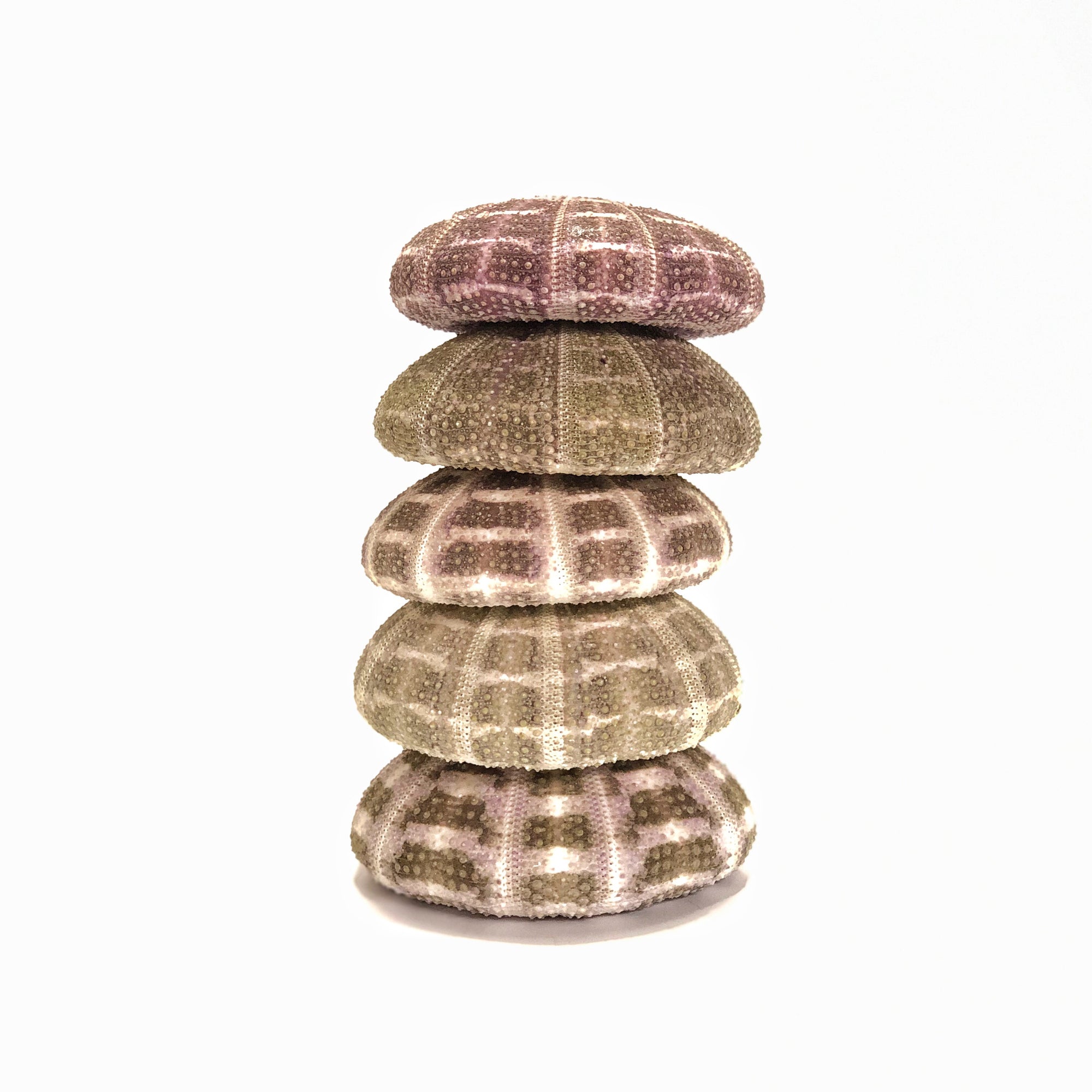 Sea Urchin Flat Set 5 ***LAST SET***