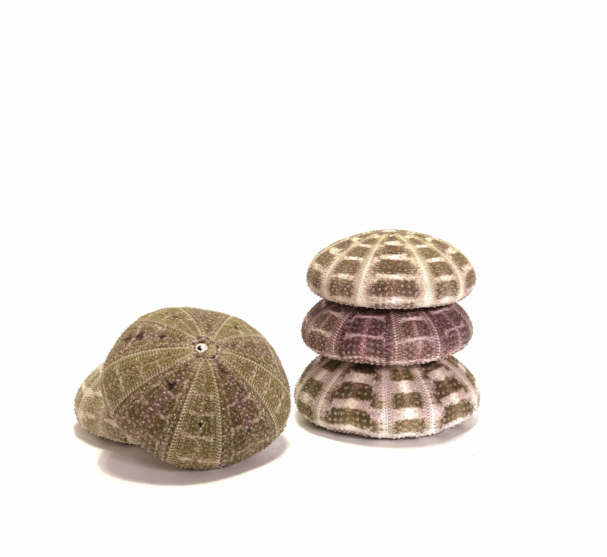 Sea Urchin Flat Set 5 ***LAST SET***