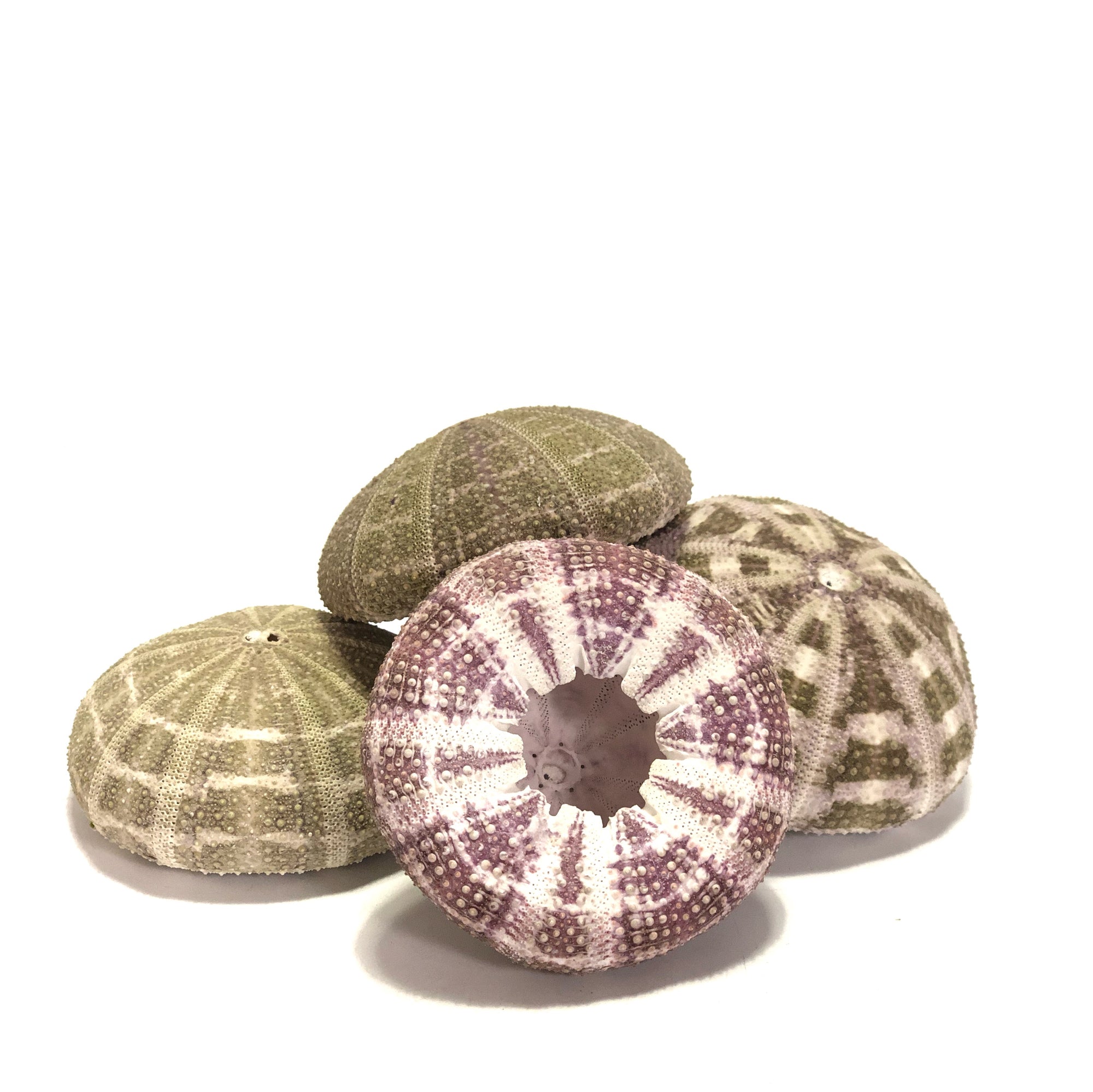 Sea Urchin Flat Set 5 ***LAST SET***