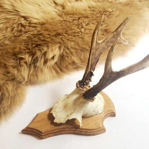 Deer Skull on Timber Mount
