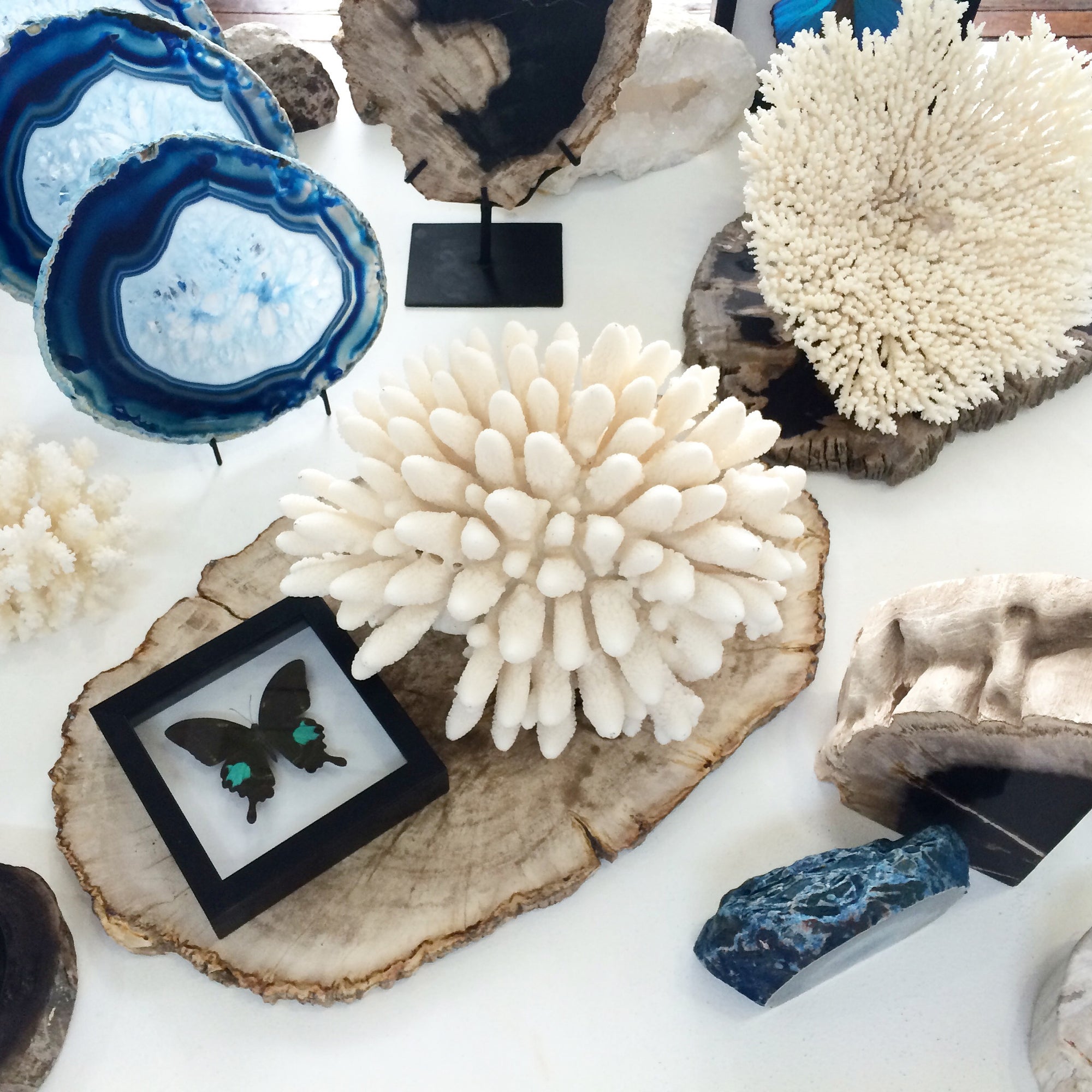 Real Finger Coral Specimen SOLD