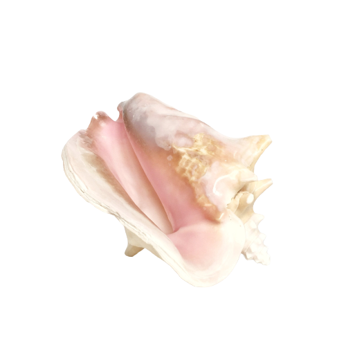 Real Rare Polished Pink Queen Conch Shell AKA Strombus Gigas